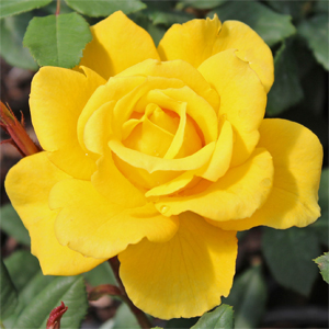 HENRY FONDA HYBRID TEA ROSE