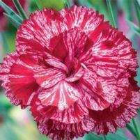 COSMIC™ RED SWIRL DIANTHUS
