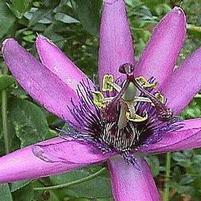 LAVENDER LADY PASSION FLOWER