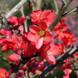 SPITFIRE QUINCE