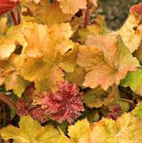 BIG TOP GOLD CORAL BELLS