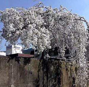 WEEPING YOSHINO FLOWERING CHERRY
