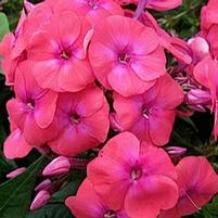 FLAME® CORAL GARDEN PHLOX