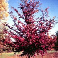 FRONTIER ELM