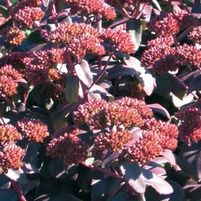 PURPLE EMPEROR SEDUM