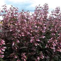 DARK TOWERS BEARDTONGUE