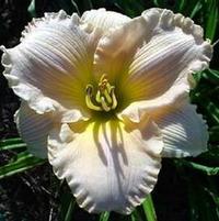 FAIRY TALE PINK DAYLILY
