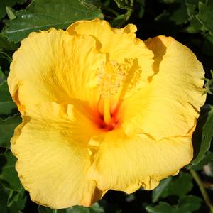 BIG BANG TROPICAL HIBISCUS