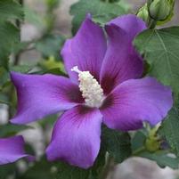 PURPLE SATIN® ALTHEA