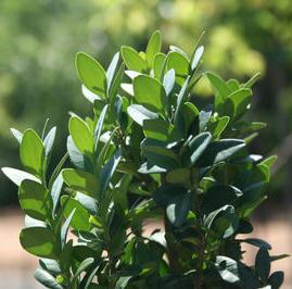 DEE RUNK BOXWOOD