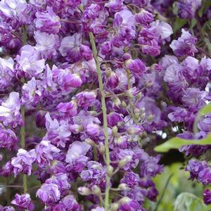 BLACK DRAGON WISTERIA