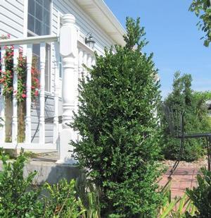UPTIGHT BOXWOOD