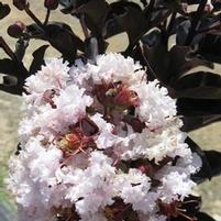 EBONY GLOW CRAPEMYRTLE