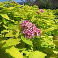 GOLDEN KUPCAKE™ SPIRAEA