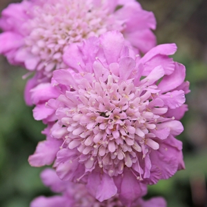 PINK MIST PINCUSHION FLOWER