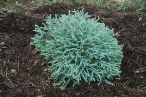 PANCAKE™ ARBORVITAE