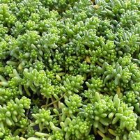 MURALE SEDUM