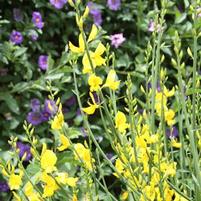 SPANISH BROOM