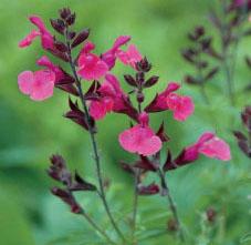 WILD THING AUTUMN SAGE