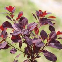 WINECRAFT BLACK® SMOKETREE