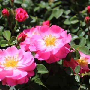MAGIC MEIDILAND® ROSE
