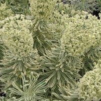 TASMANIAN TIGER EUPHORBIA
