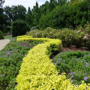 SUNSHINE LIGUSTRUM