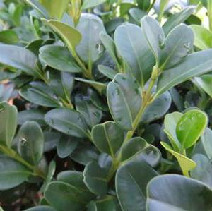SHADOW SENTRY™ BOXWOOD