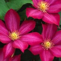 BOURBON™ CLEMATIS