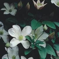 HULDINE CLEMATIS