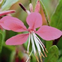 KARALEE PETITE PINK WAND FLOWER