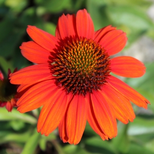 KISMET® INTENSE ORANGE CONEFLOWER