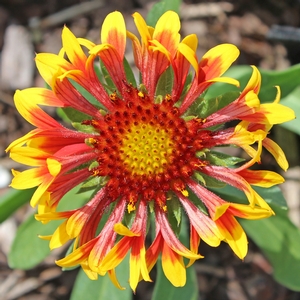 SUN DEVIL BLANKET FLOWER
