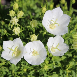 WHITE CLIPS BELLFLOWER