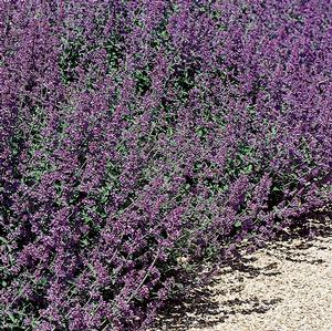 KIT KAT CATMINT