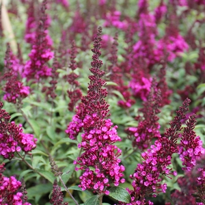 BUZZ® HOT RASPBERRY BUTTERFLY BUSH