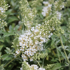 BUZZ® IVORY BUTTERFLY BUSH