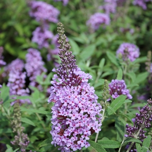 BUZZ® LAVENDER BUTTERFLY BUSH