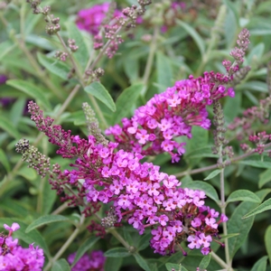 BUZZ® MAGENTA BUTTERFLY BUSH