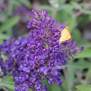 BUZZ® MIDNIGHT BUTTERFLY BUSH