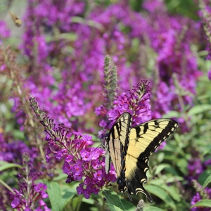BUZZ® PURPLE BUTTERFLY BUSH