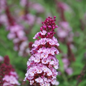 BUZZ® SOFT PINK BUTTERFLY BUSH