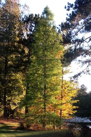 GREENFEATHER® POND CYPRESS