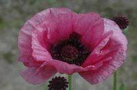 LITTLE PATTY'S PLUM ORIENTAL POPPY