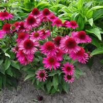 PINK FASCINATOR CONEFLOWER