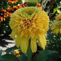 LEMON DROP CONEFLOWER