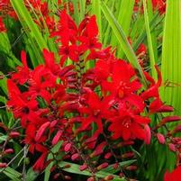 LUCIFER MONTBRETIA
