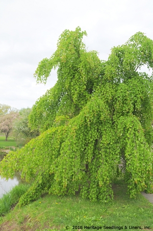 MORIOKA WEEPING KATSURA TREE