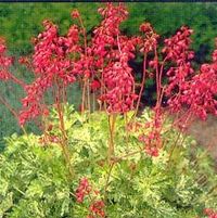 SNOW ANGEL CORAL BELLS