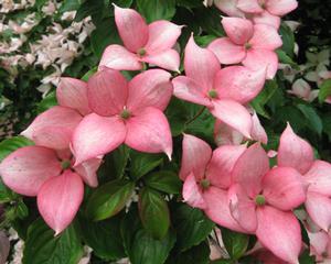 ROSY TEACUPS® DOGWOOD